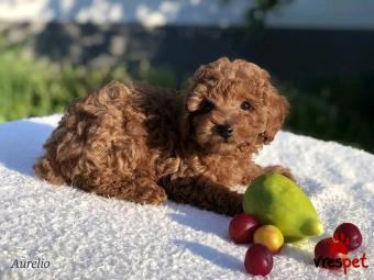 Ράτσα: Κανίς Βερικοκί - Caniche apricot | Ηλικία: 2,5 μηνών | Φύλο: Θηλυκό | Αρ. Microchip: 78934673822 | Ιδιώτης | Περιοχή: Αθήνα, Αττική